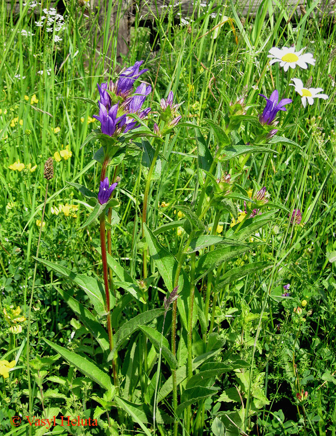 Image of Campanula glomerata specimen.