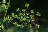 Heracleum sibiricum. Соплодие. Республика Татарстан, Волжско-Камский заповедник. 25.07.2011.