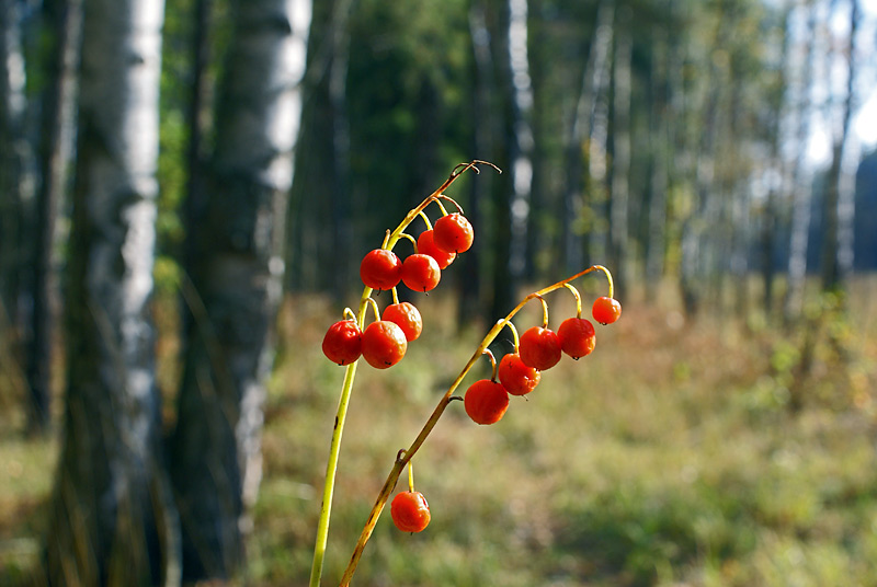 Image of Convallaria majalis specimen.