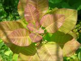 Cotinus coggygria