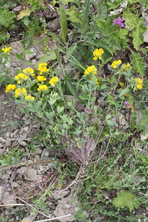 Изображение особи Argyrolobium biebersteinii.