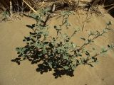 Heliotropium arguzioides. Цветущее растение. Каракумы. Май 2011 г.