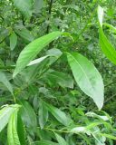 Salix × laurina. Побеги. Ярославская обл., Некоузский р-н, пос. Новый Некоуз, берег р. Ильд. 15.06.2011.