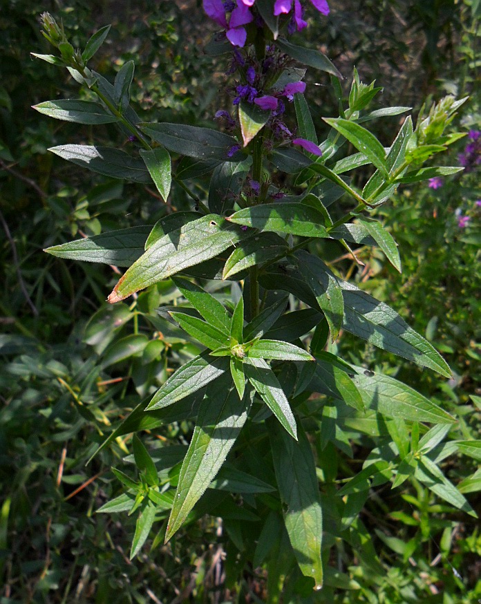 Изображение особи Lythrum salicaria.