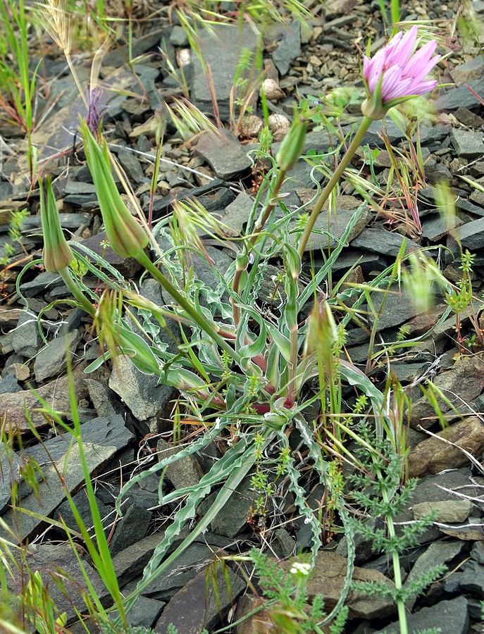 Image of Tragopogon marginifolius specimen.