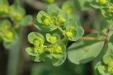 Euphorbia helioscopia