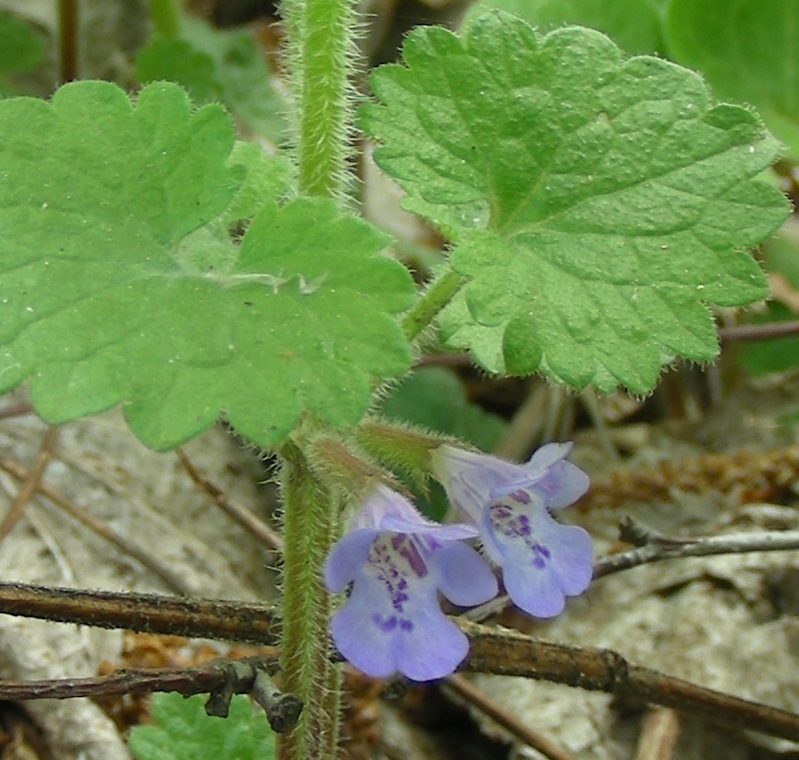 Image of Glechoma hederacea specimen.
