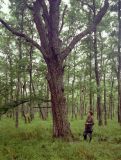 Alnus japonica. Общий вид дерева в ольшанике из ольхи японской. Приморский край, Лазовский р-н, Лазовский заповедник, побережье моря. 19.06.2005.