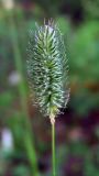 Phleum pratense