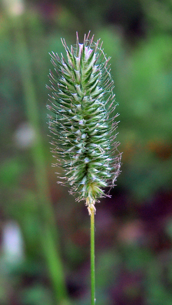 Image of Phleum pratense specimen.