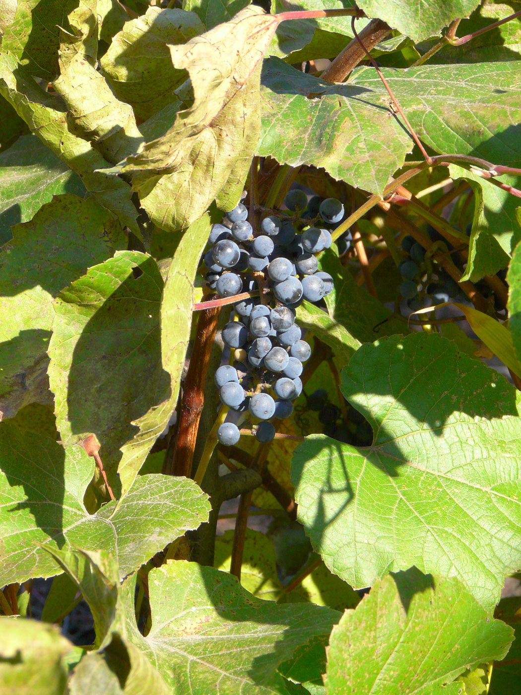 Image of Vitis &times; bacoi specimen.