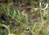 Astragalus campylotrichus