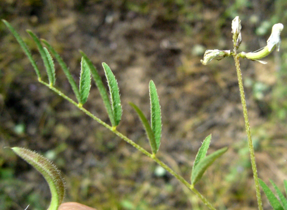 Image of Astragalus campylotrichus specimen.
