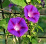 Ipomoea purpurea. Цветки. Московская обл., Раменский р-н, окр. дер. Хрипань, дачный участок. 19.08.2001.