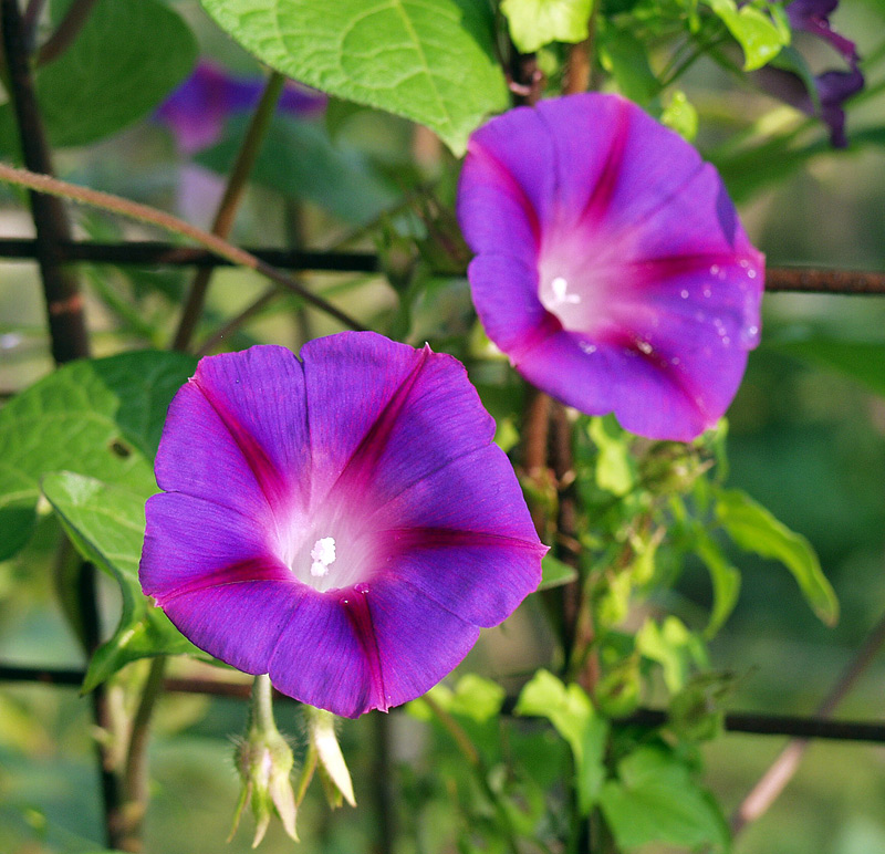 Image of Ipomoea purpurea specimen.