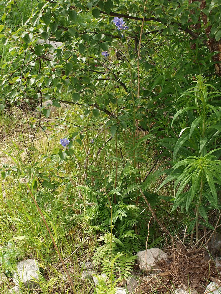 Изображение особи Polemonium caeruleum.