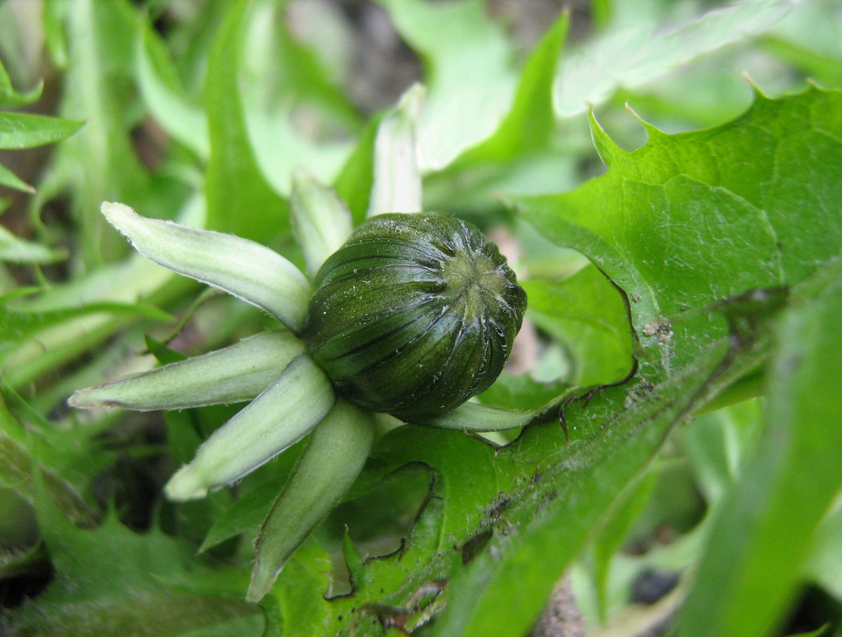 Изображение особи род Taraxacum.