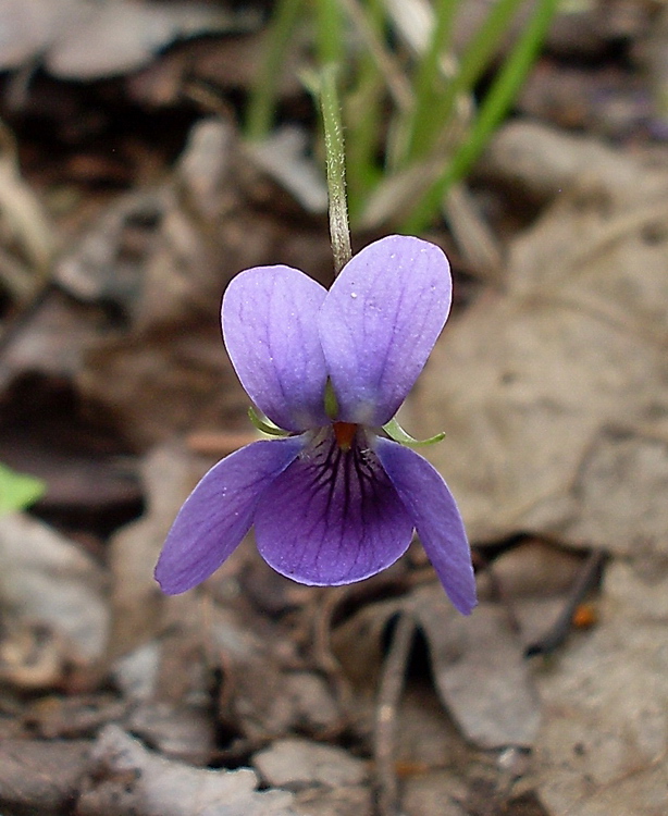 Image of genus Viola specimen.