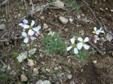 Parrya albida
