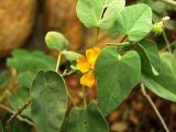 Abutilon fruticosum
