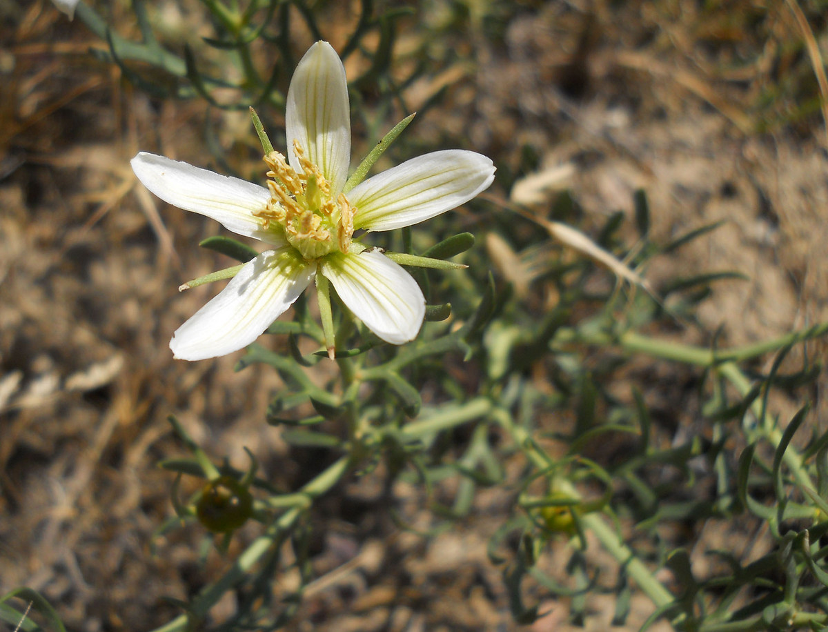 Image of Peganum harmala specimen.