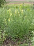 Astragalus asper