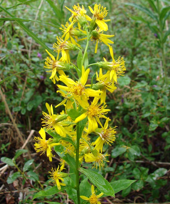 Изображение особи Solidago virgaurea.