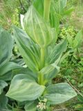 Gentiana lutea