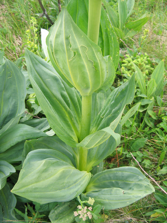 Image of Gentiana lutea specimen.