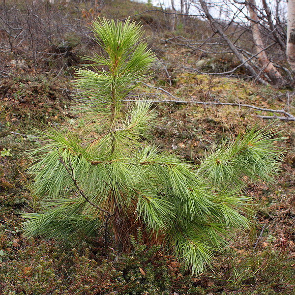 Изображение особи Pinus sibirica.