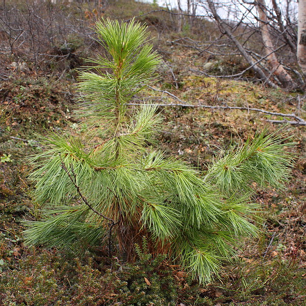 Image of Pinus sibirica specimen.