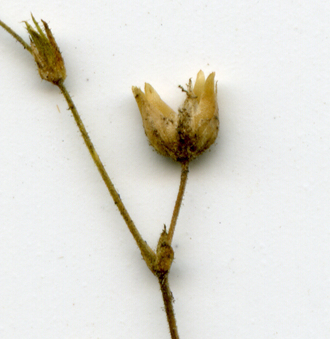 Image of Arenaria serpyllifolia specimen.