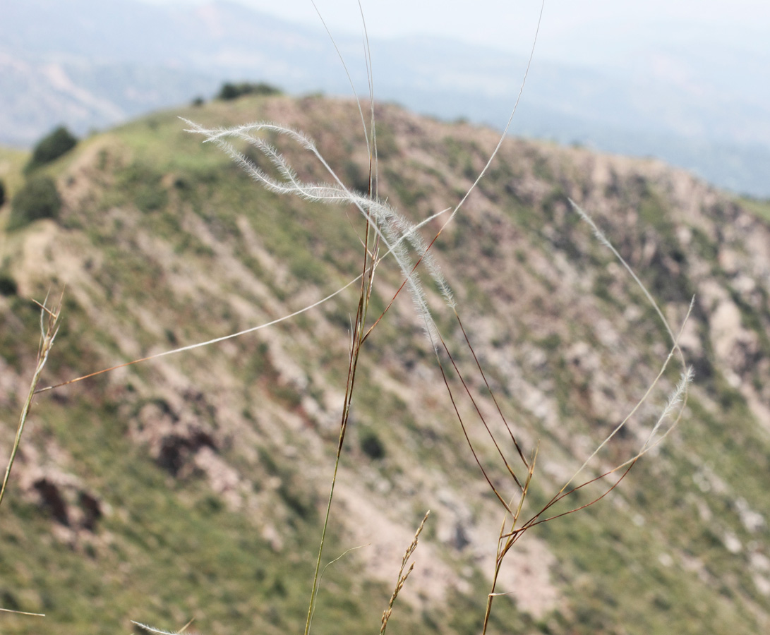 Изображение особи Stipa kirghisorum.