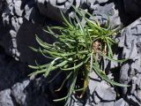 Plantago maritima. Расцветающее растение на скале в зоне заплеска. Испания, Бискайя, Лага (Laga). 07.06.2012.