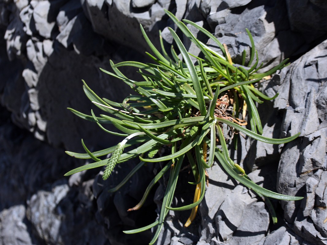 Image of Plantago maritima specimen.