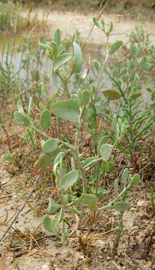 Изображение особи Halimione pedunculata.