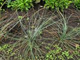 Festuca arvernensis