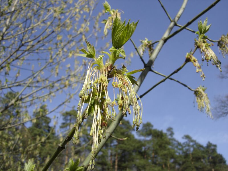 Image of Acer negundo specimen.