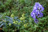 Aconitum taigicola