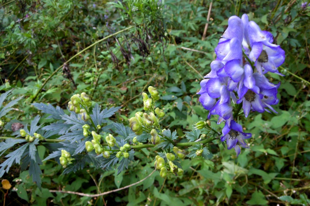 Изображение особи Aconitum taigicola.