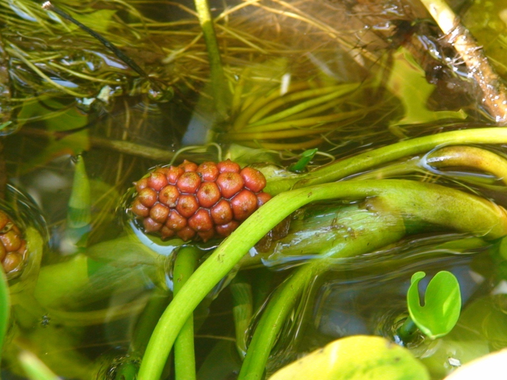 Image of Calla palustris specimen.