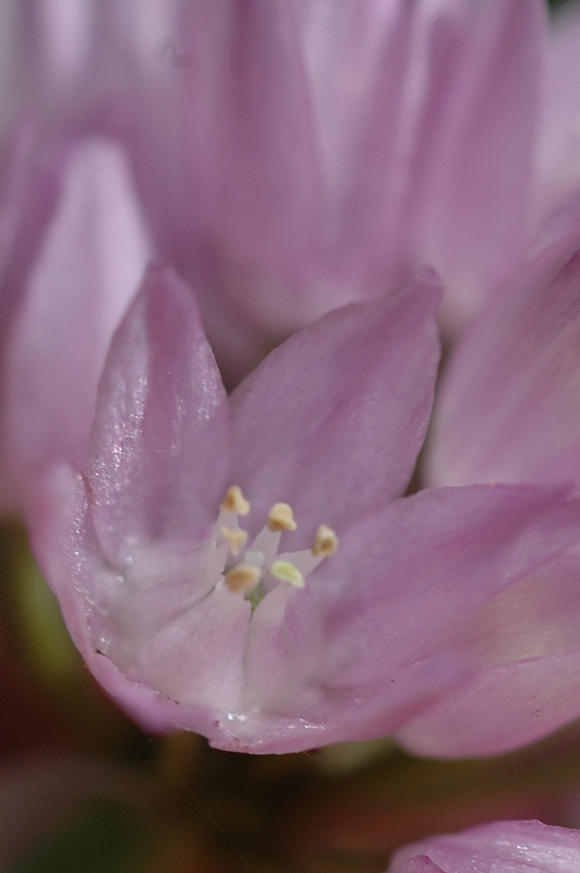 Image of Allium schoenoprasoides specimen.