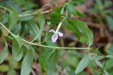 Saponaria officinalis