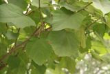 Catalpa ovata