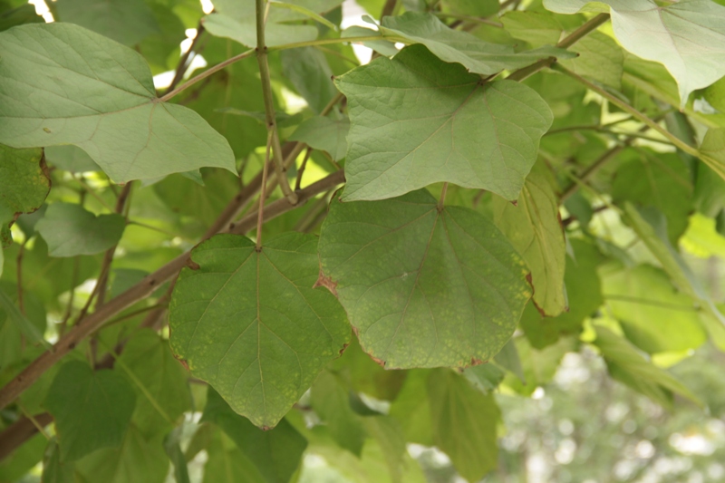 Image of Catalpa ovata specimen.