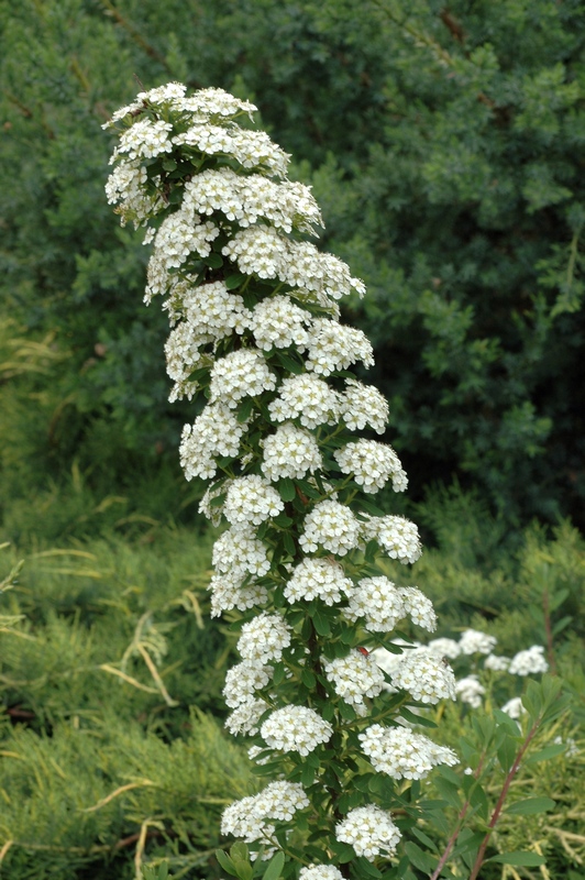 Изображение особи Spiraea nipponica.