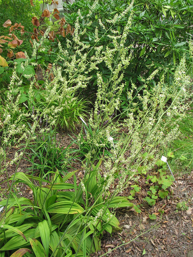 Изображение особи Veratrum maackii.