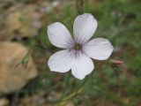 Linum tenuifolium. Цветок. Украина, Крым, окрестности Ялты, на склоне. 06.06.2009.