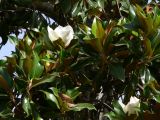 Magnolia grandiflora