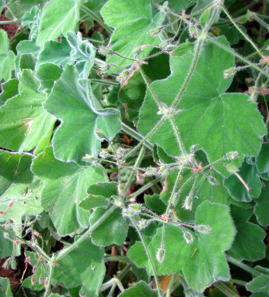 Изображение особи Pelargonium tomentosum.